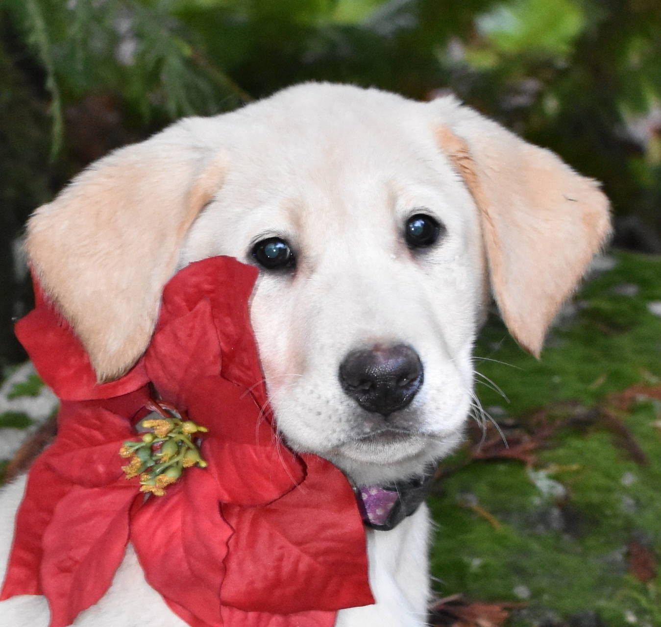 yellow lab puppies for sale olympia