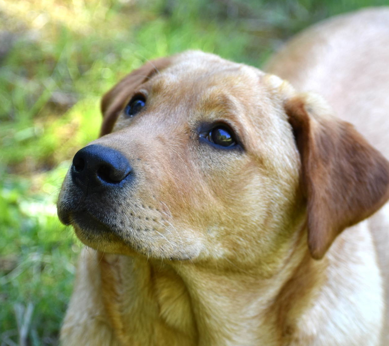 fox red lab puppies for sale olympia