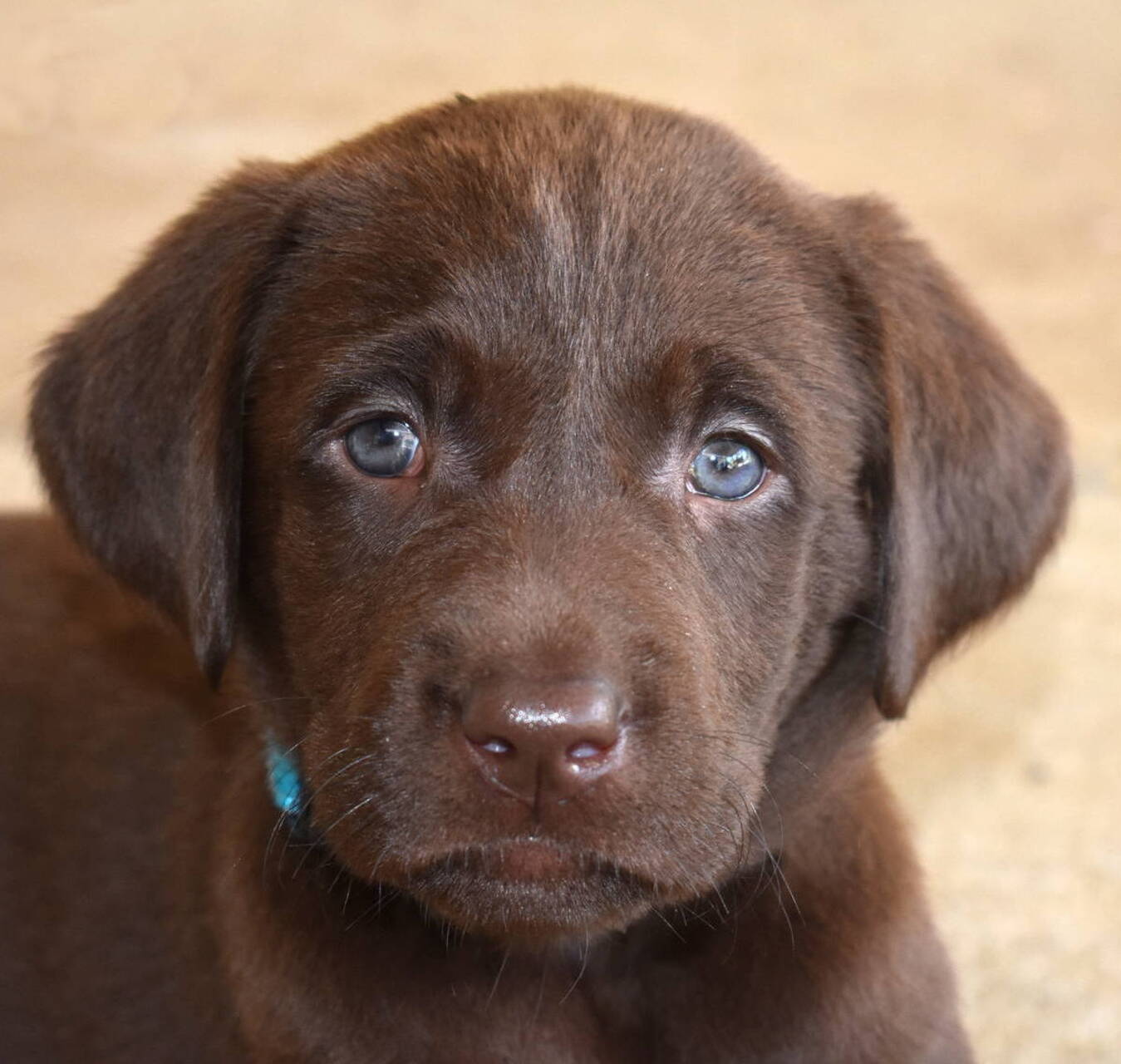 Testimonials and Reviews Johnson Point Labradors