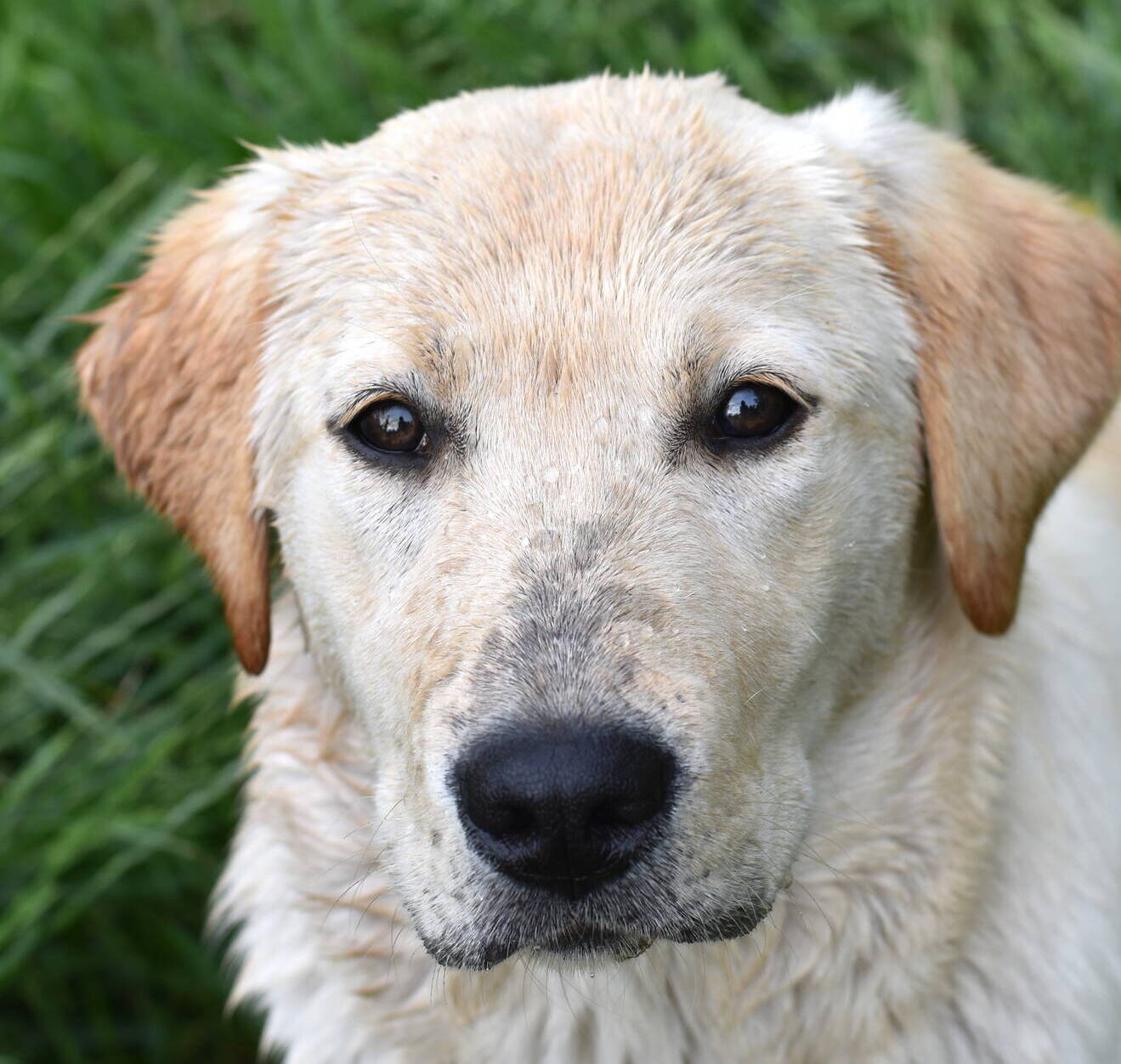 yellow labradors akc washington