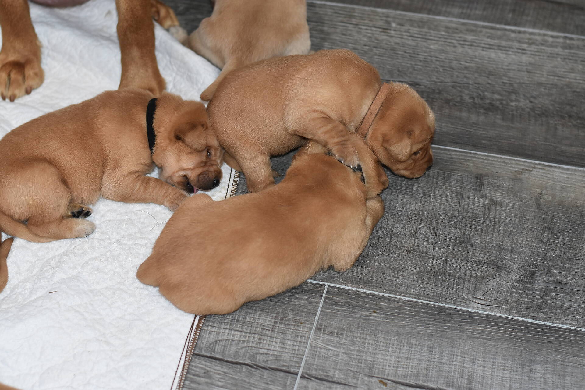 Current littersLabrador Puppies Johnson Point Labradors