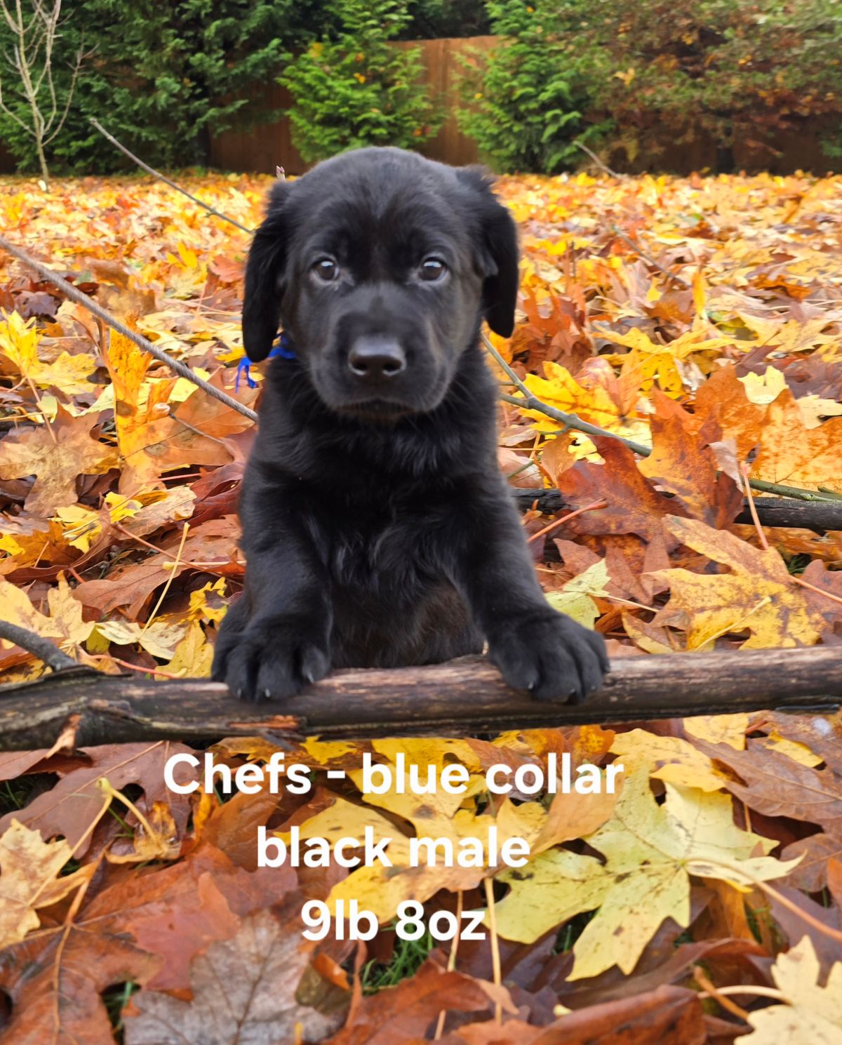 Reign & Maverick #69  blue  6wks.jpg