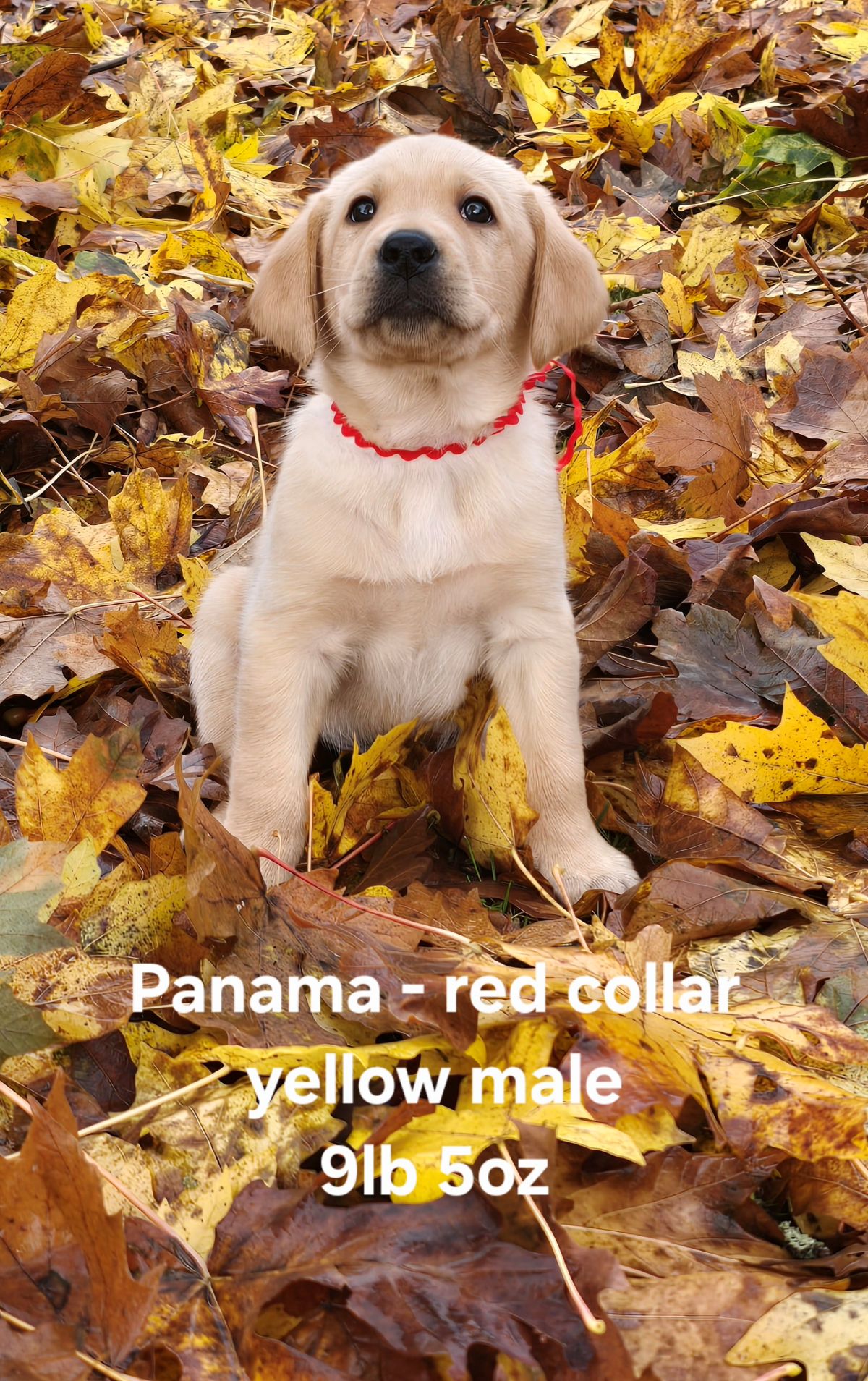 Reign & Maverick #69  red  6wks.jpg