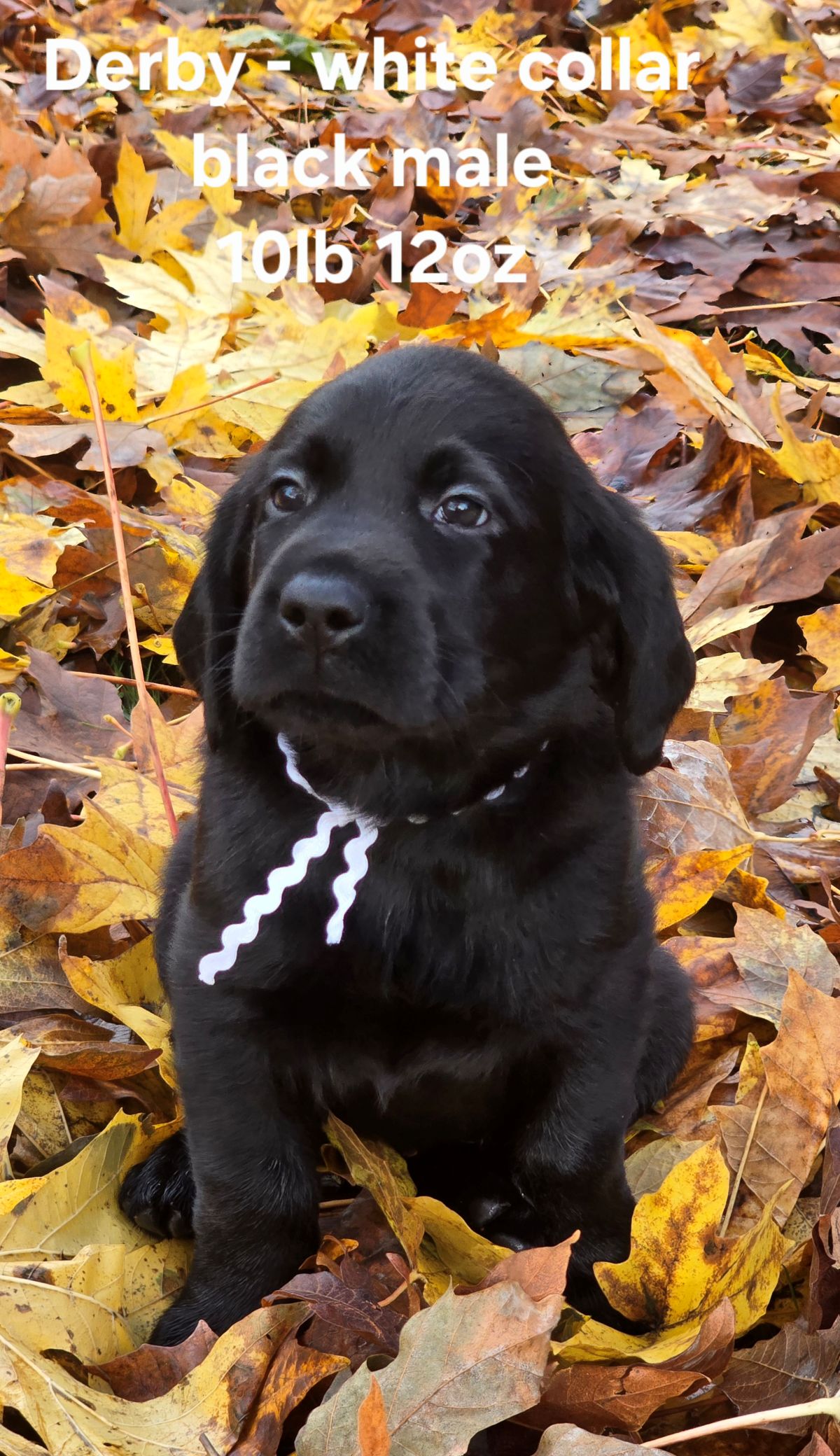 Reign & Maverick #69  white  6wks.jpg