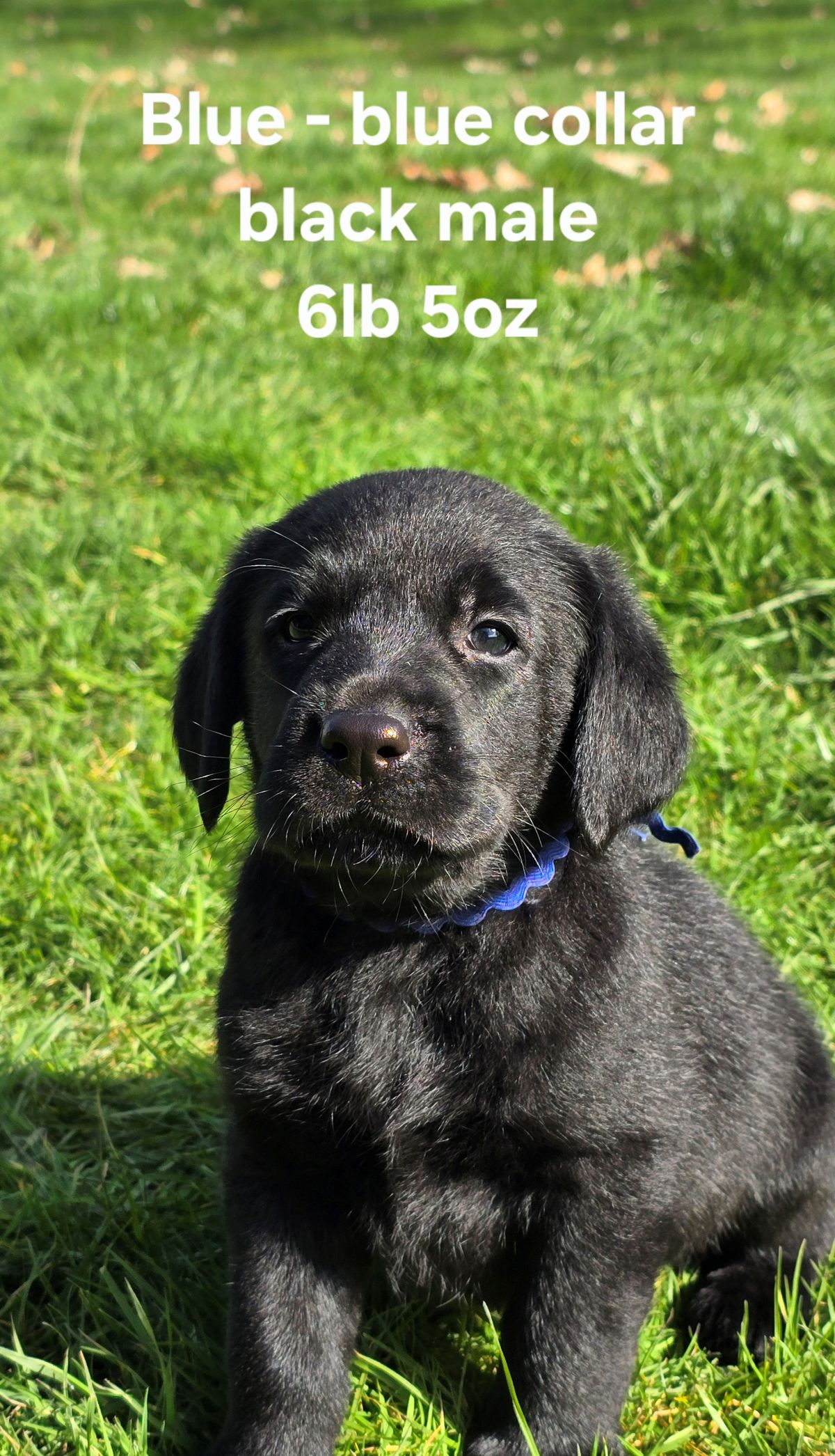 Emmy & Finn #70  blue  6wks.jpg