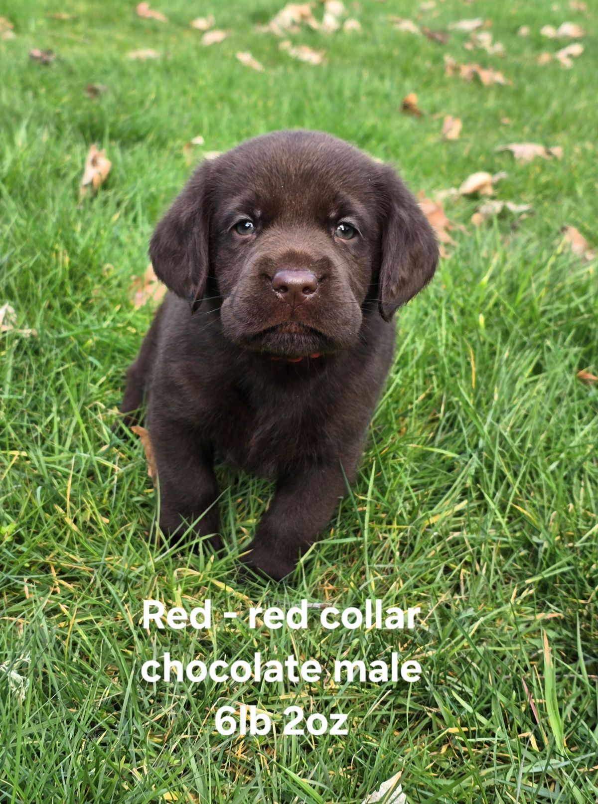 Emmy & Finn #70  red  6 wks.jpg