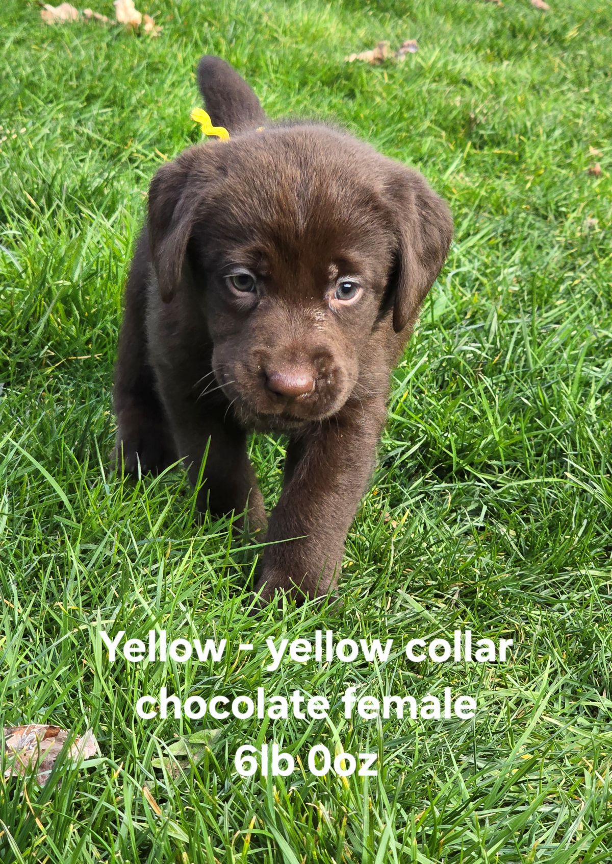 Emmy & Finn #70  yellow  6 wks.jpg