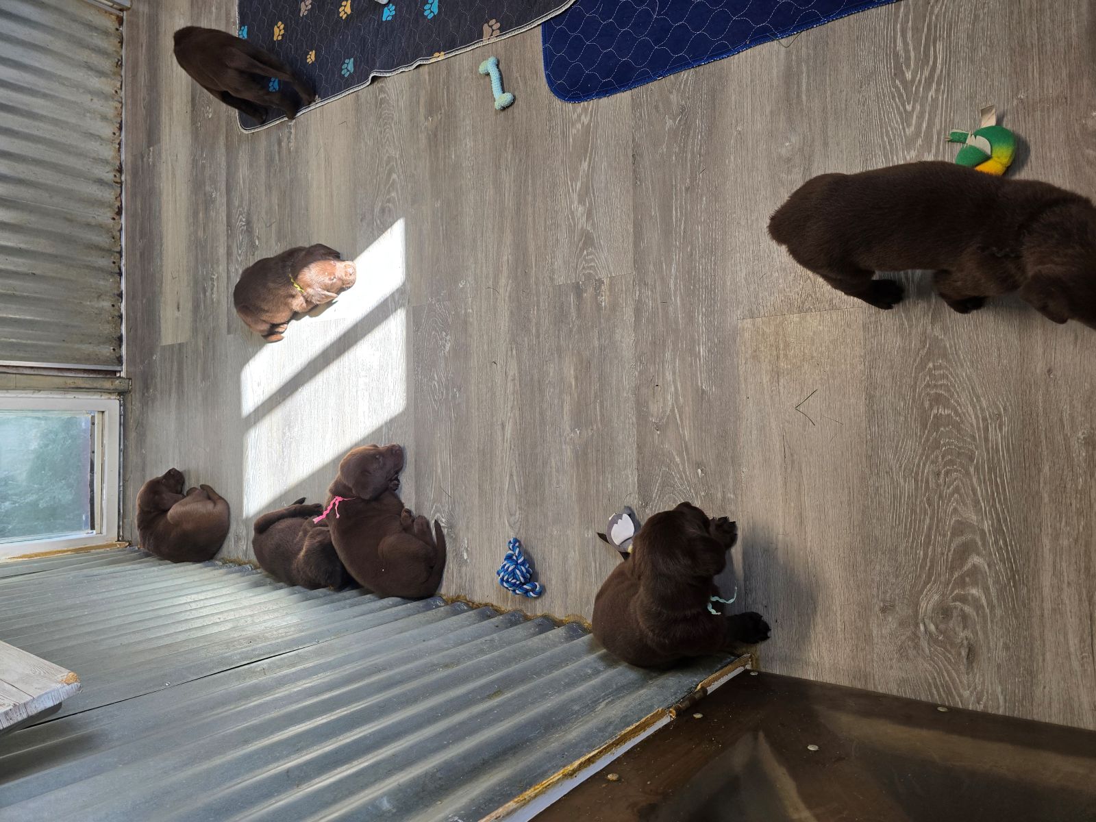 Myka & Cognac #71 group  6wks.jpg