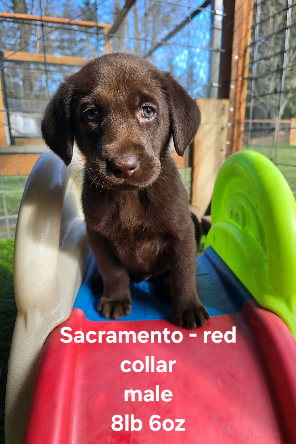 Myka & Cognac #71  red  6wks.jpg