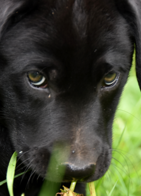 akc Labs for sale olympia