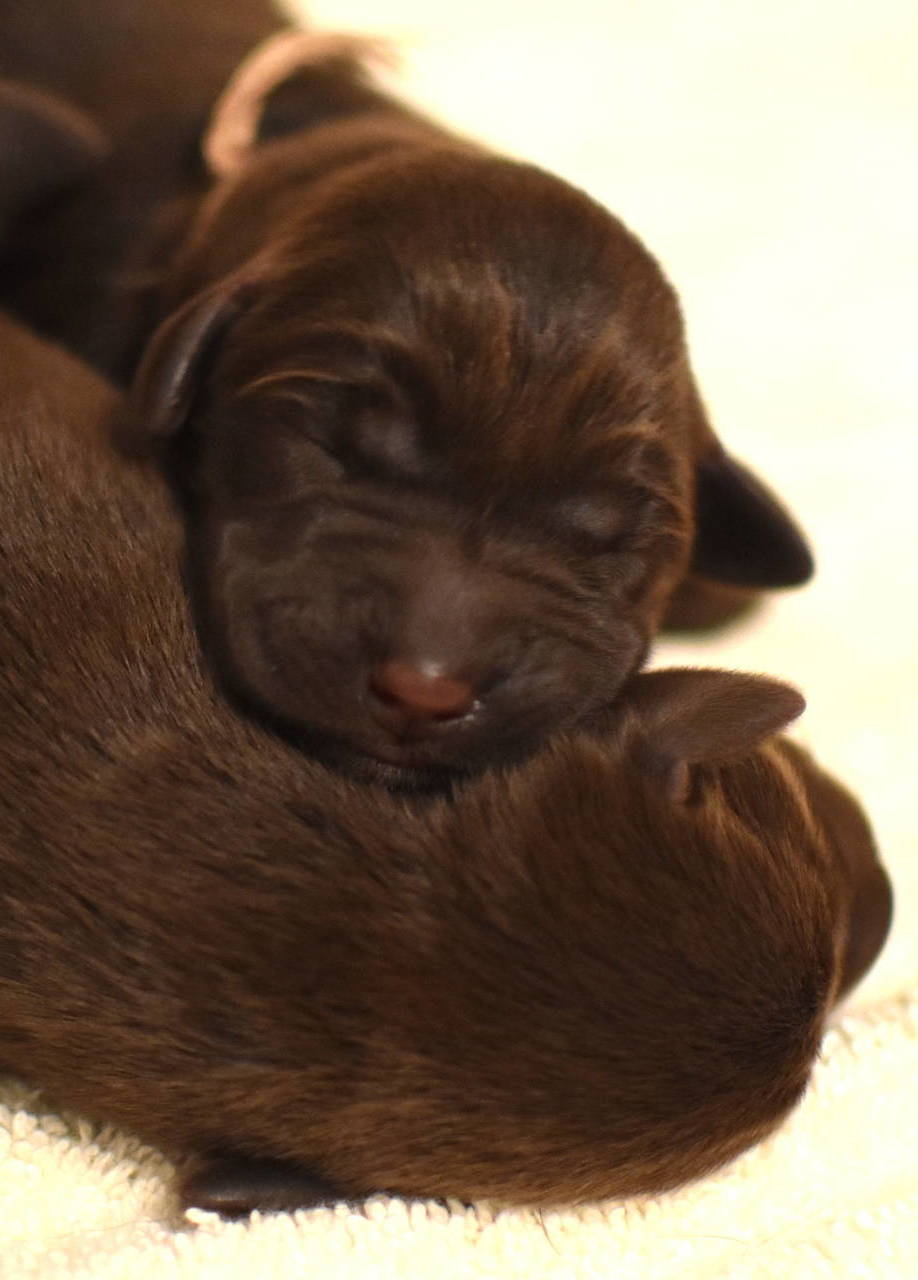chocolate lab puppies for sale olympia