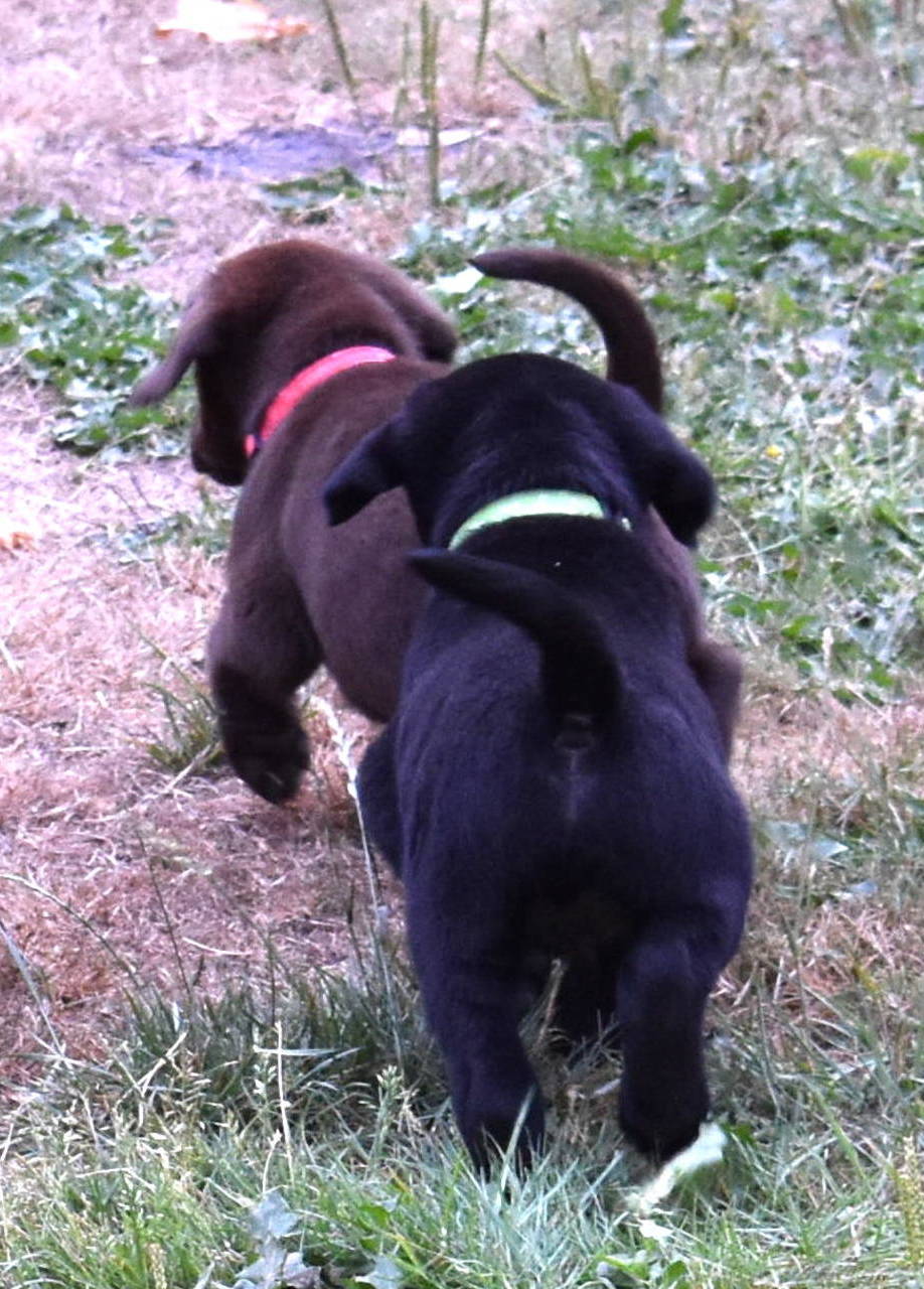 lab breeder olympia