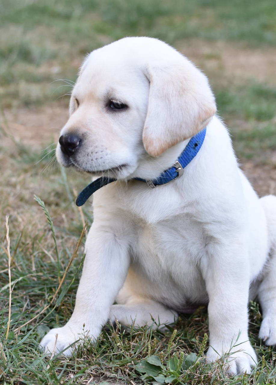How Your Lab Puppy is Raised Johnson Point Labradors