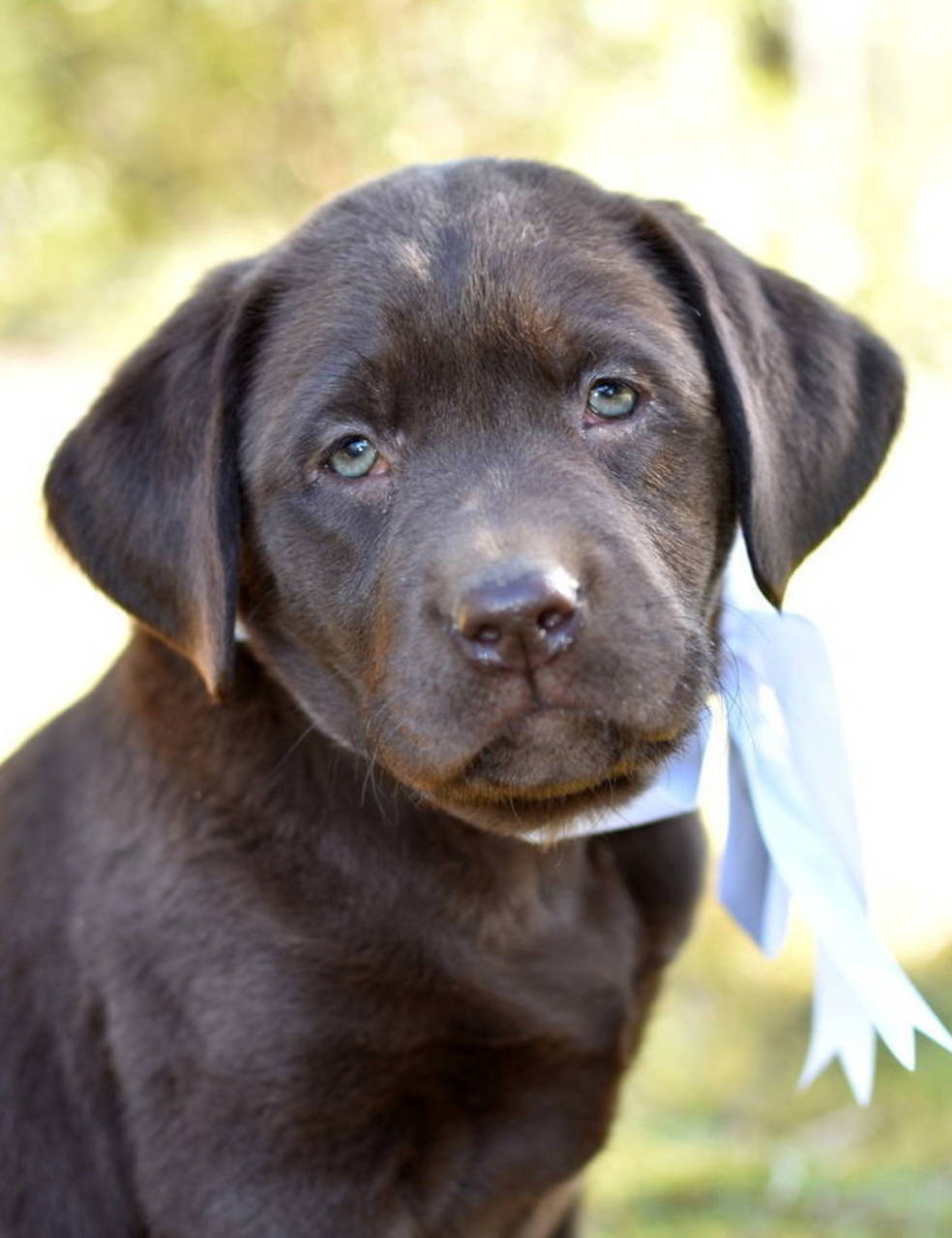 chocolate labrador adoption