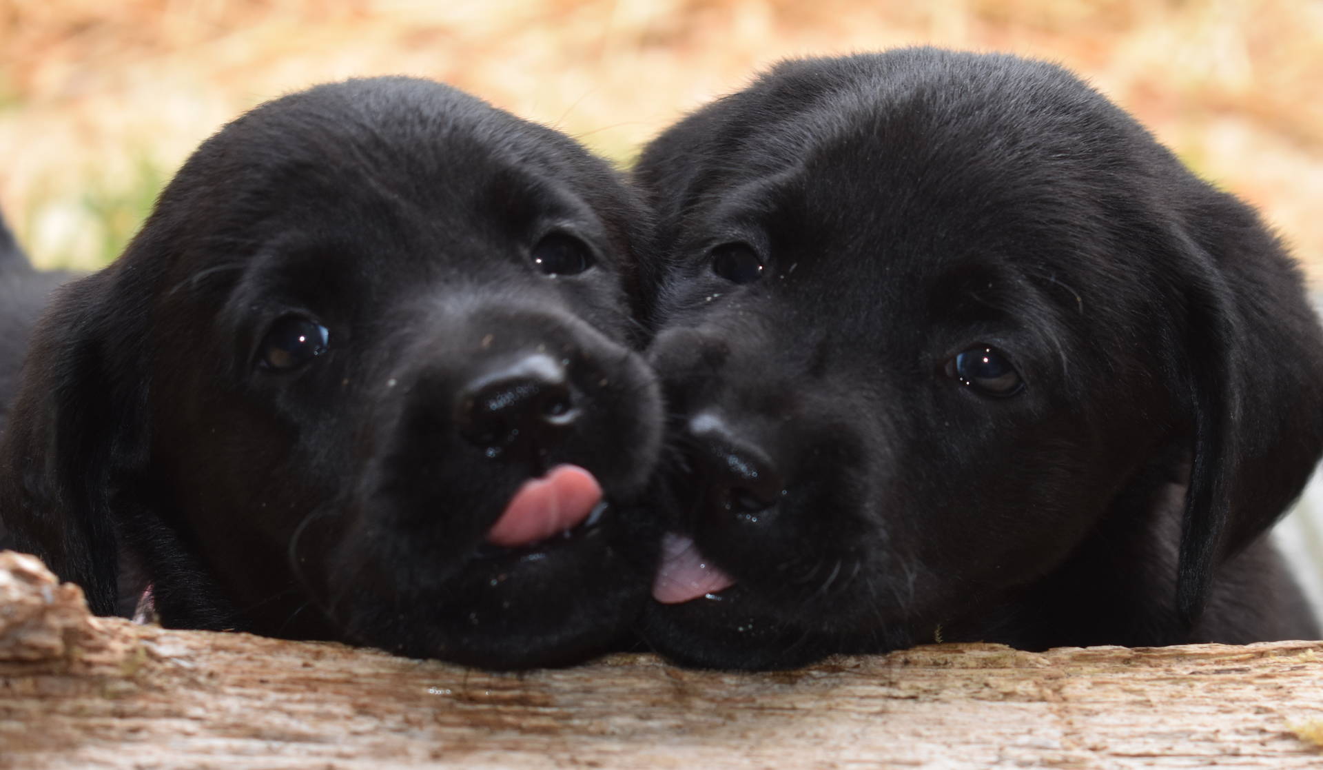 black lab puppies olympia