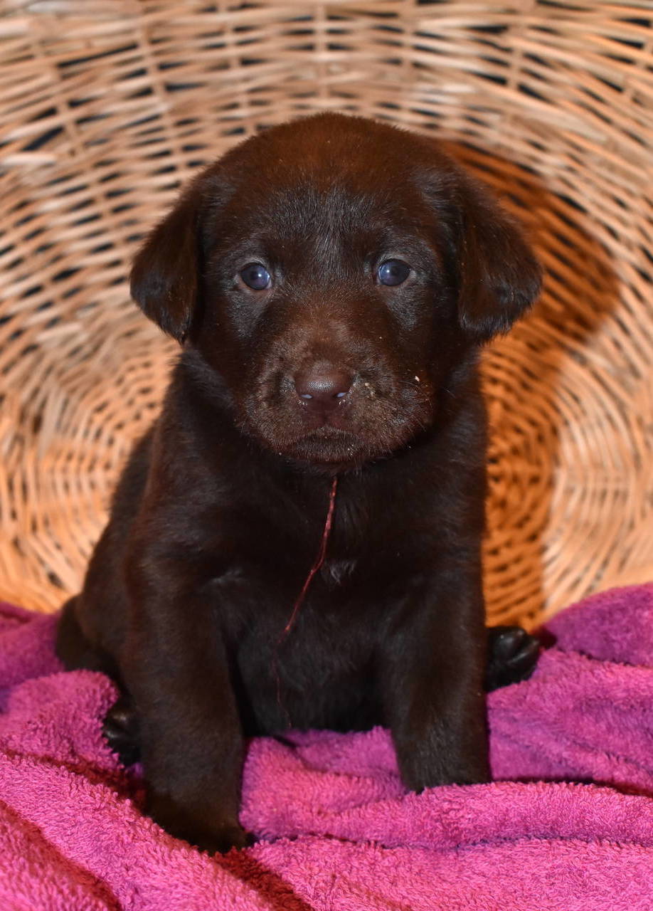 chocolate Lab puppy breeder olympia