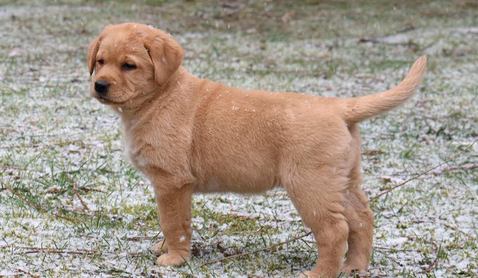 Family Labrador Retriever breederOlympia, Wa. Johnson Point Labradors