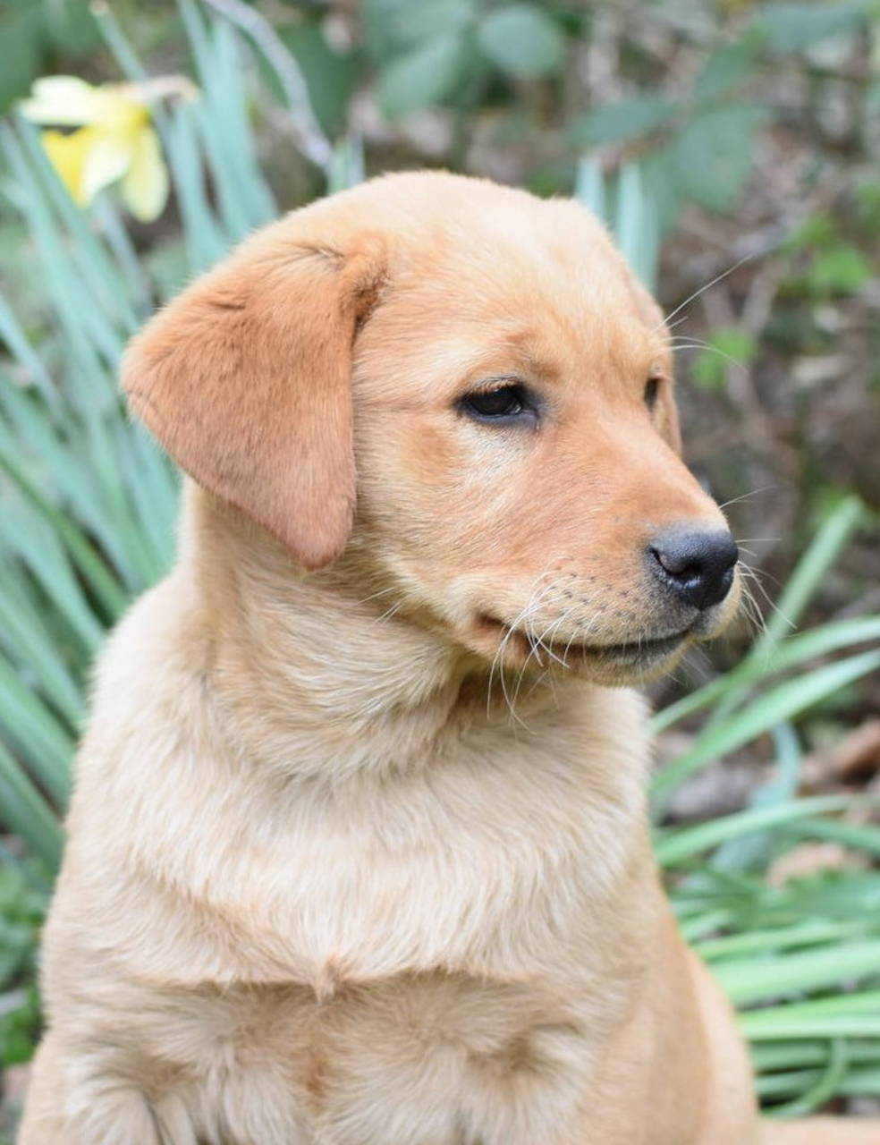 Red Lab Puppies Colorado / Duke Labrador Retriever Fox Red Puppy For Sale They are