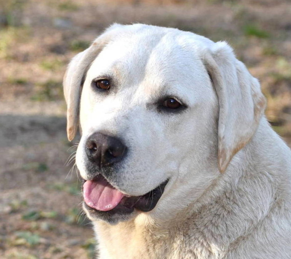 Testimonials and Reviews Johnson Point Labradors