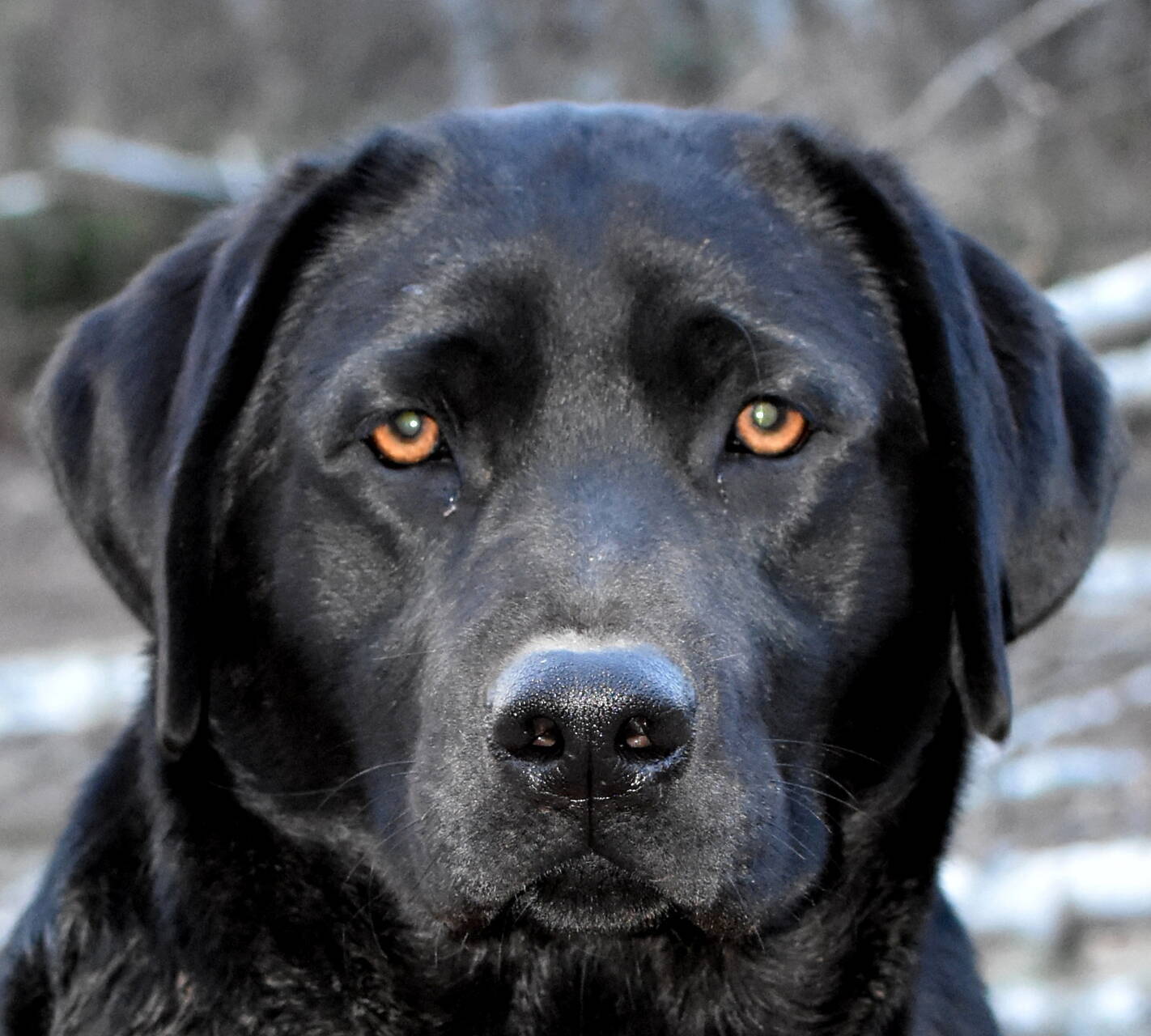 Family Labrador Retriever breederOlympia, Wa. Johnson Point Labradors