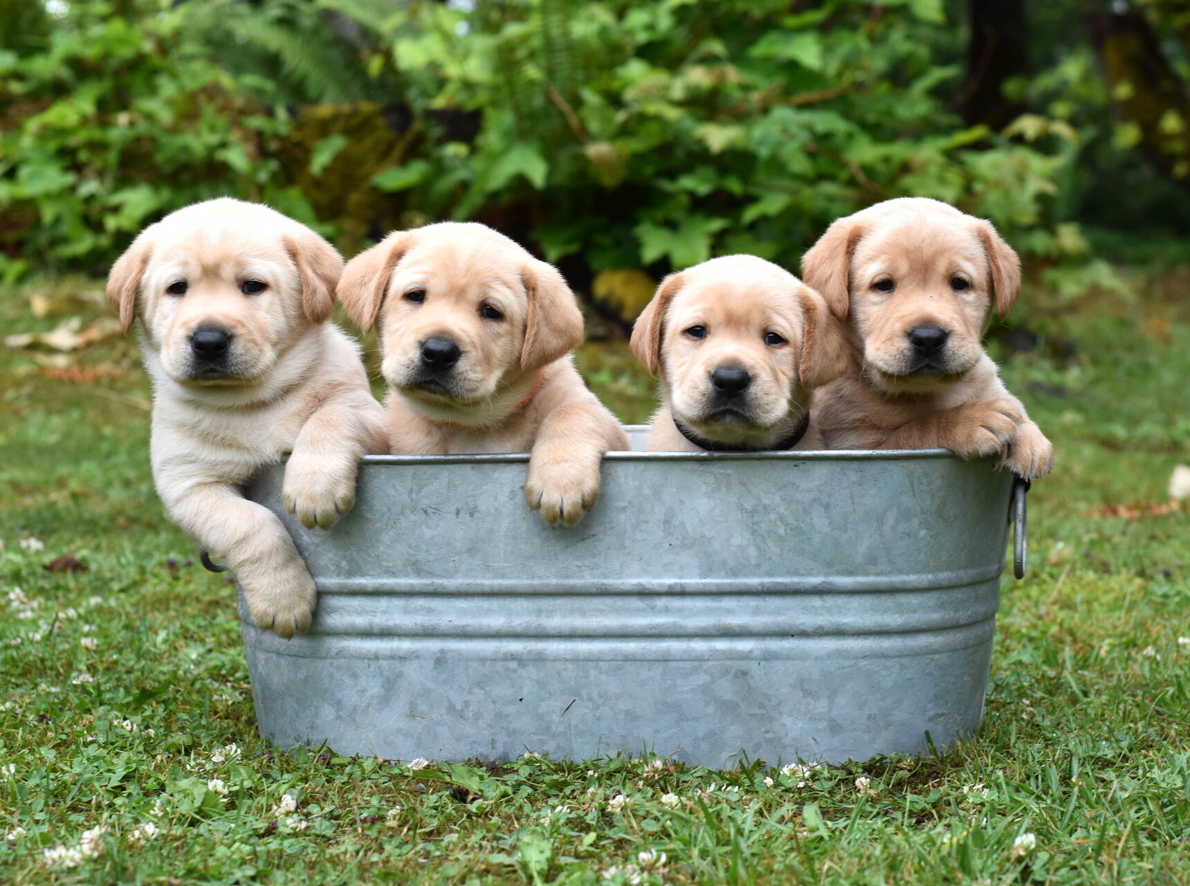 PricingAKC Labrador Puppies Johnson Point Labradors