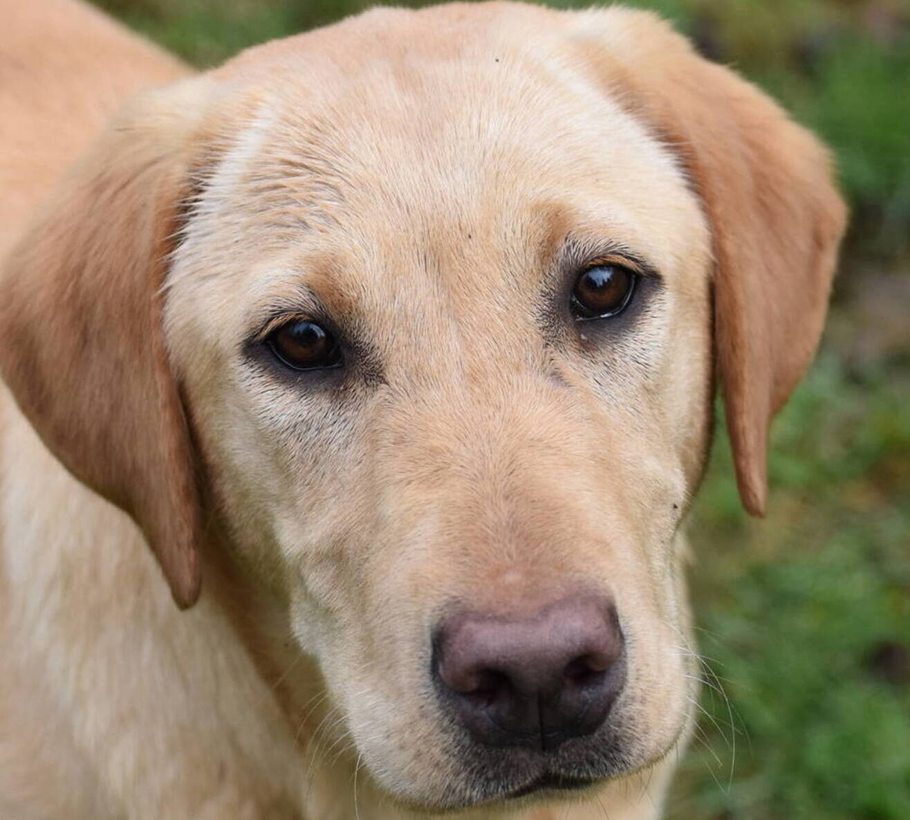 Family Labrador Retriever breederOlympia, Wa. Johnson Point Labradors