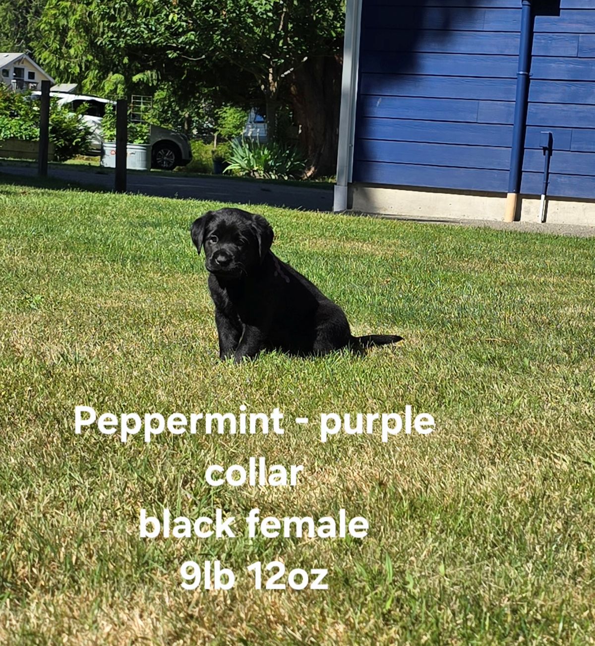 Jaz & Finn #72  purple  6wks.jpg